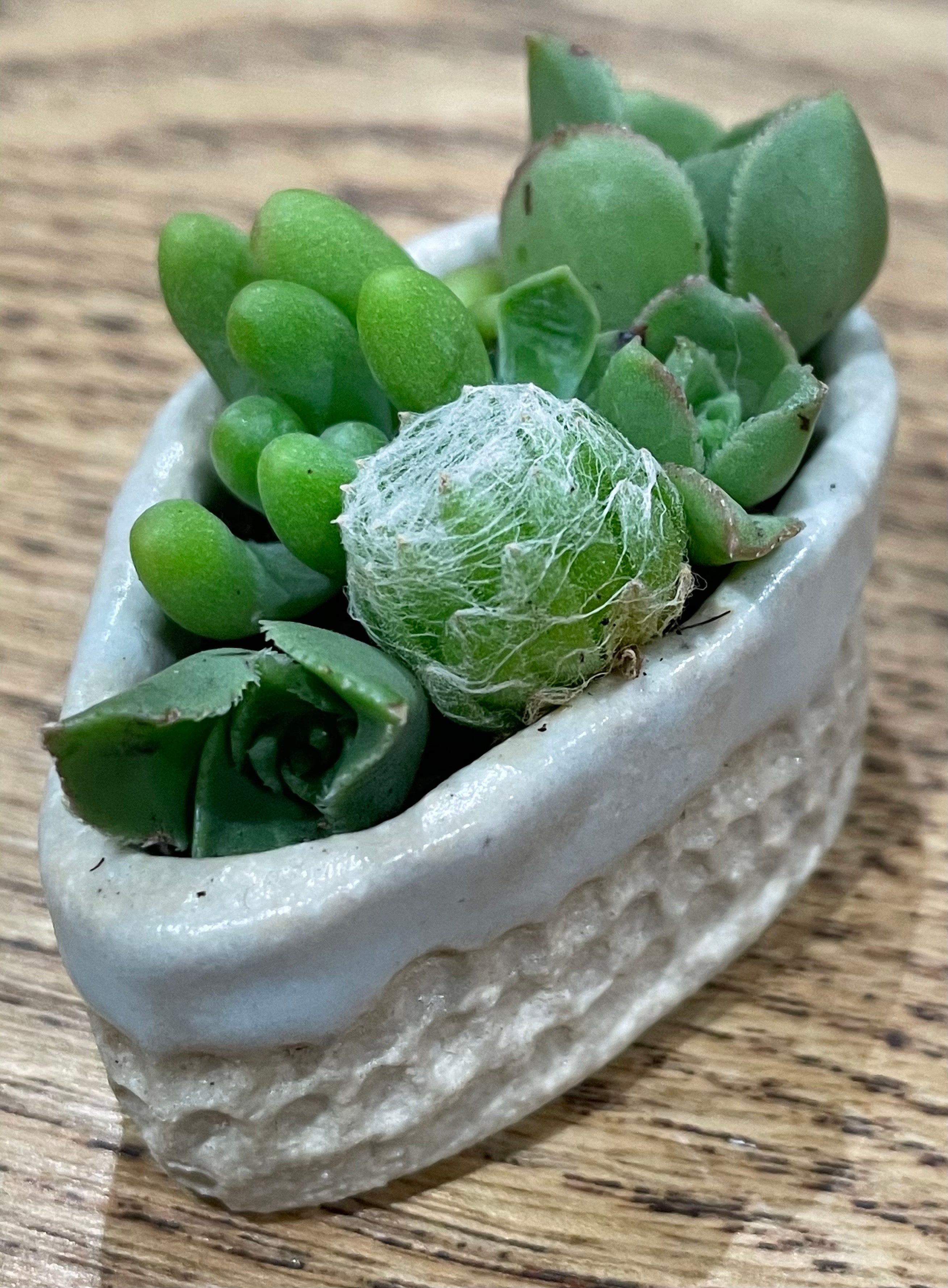 tiny GIFT set ceramic succulent garden - avocado