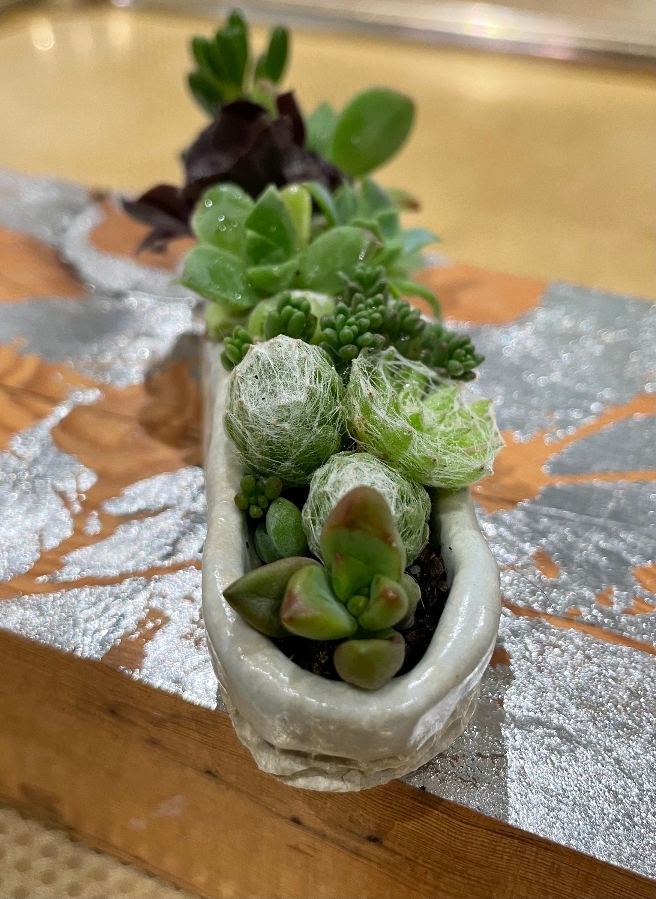 little GIFT set ceramic succulent garden - acqua chiara