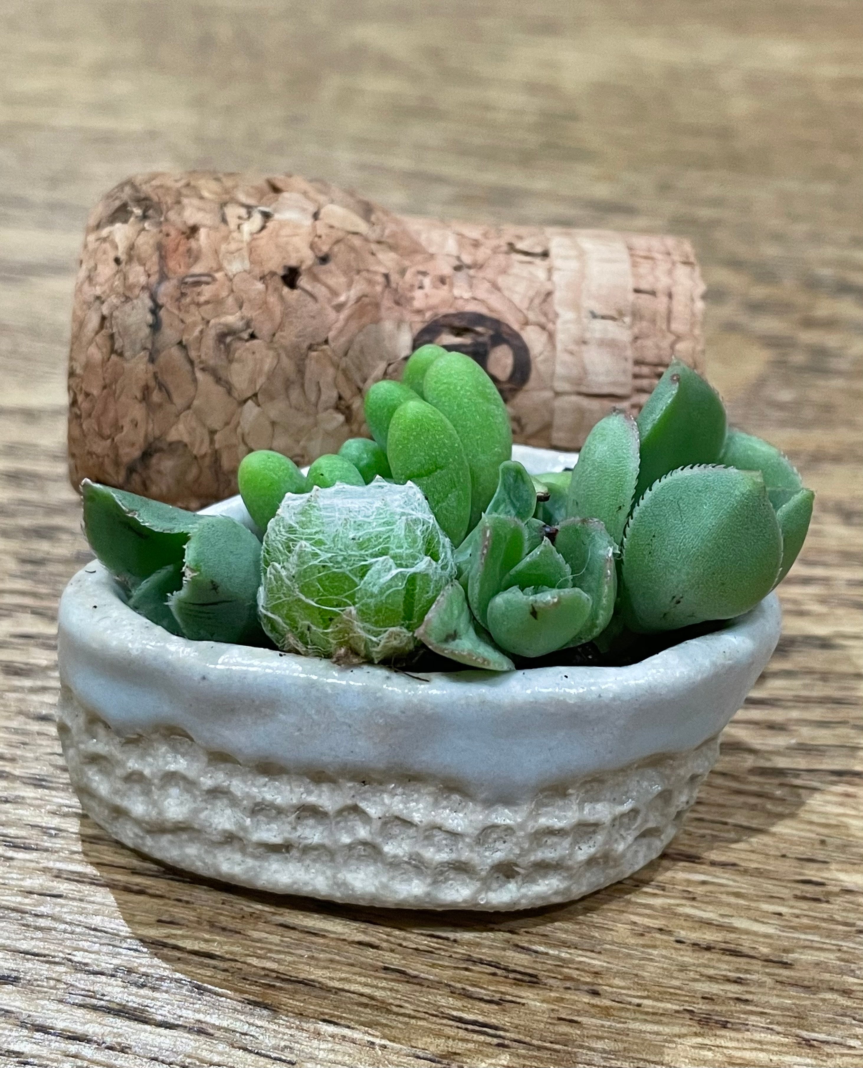tiny GIFT set ceramic succulent garden - avocado